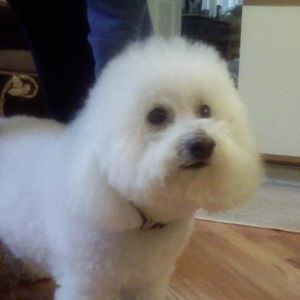 Meet your Posher, Donna